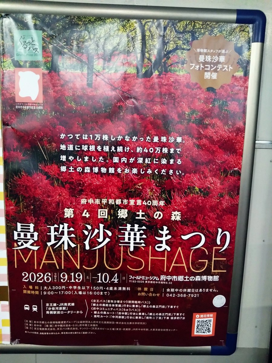 41015_y2's tweet photo. #街で見つけた地域デザイン📸

曼珠沙華まつりのポスターを撮影！　

写真の迫力がありながら、文字もしっかり読める✨

赤と白を中心に、英字や装飾にはベージュ系を使い、少ない色数でまとまっている点にも注目。

写真の迫力と文字の読みやすさを両立した、参考になる一枚です🌸 https://t.co/JNQ3ZE1h91