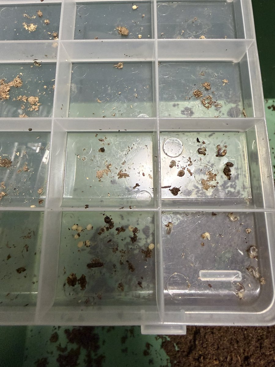 hamaru_daikichi's tweet photo. マルガリータホソアカクワガタ亜種ヤーペンシス（旧バインライヒホソアカ）
Cyclommatus margaritae yapensis
ジャヤプラ産
割り出しパート3🔥

1回目　12匹幼虫🐛
2回目　29匹幼虫🐛
3回目　10匹幼虫🐛　10卵🥚

計51匹🐛　10卵🥚

イベントにも持っていきますが、Xでも
販売しようと思います。
直販は3匹〜4匹の1セットか2セット程度の在庫です���お気になる方はDM頂ければと思います🙇

#キクロ沼
#バインライヒホソアカ
#マルガリータホソアカ亜種ヤーペンシス