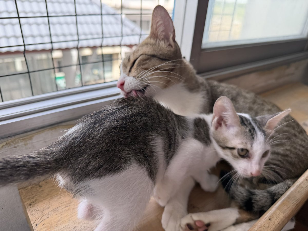 AuiSan21's tweet photo. 📍หาบ้านให้แมว🐈 rerun
-แม่มะแง้ว ผญ 8-9 เดือน ทำหมัน ฉีดวัคซีน หยดหมัด ถ่ายพยาธิแล้ว
-ลูกจิ๋ว ผช 2 เดือน ฉีดวัคซีนเข็มแรก หยดหมัดถ่ายพยาธิแล้ว
ทั้งสองตรวจโรค ⛔️เอดส์แมว ลิวคีเมีย
พิกัด: กทม ปริมณฑล ตจว ทักมาคุยก่อนได้ ไปส่งแมวให้ถึงบ้าน
✅เลี้ยงระบบปิดเท่านั้นค่ะ
สนใจ ติดต่อ DM ได้เลยค่ะ

#แมวจร #แมวจรหาบ้าน #หาบ้านให้แมวจร #แมวหาบ้าน #แมว #แมวหาบ้าน