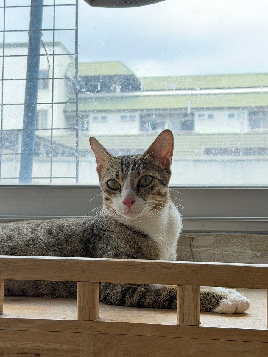 AuiSan21's tweet photo. 📍หาบ้านให้แมว🐈 rerun
-แม่มะแง้ว ผญ 8-9 เดือน ทำหมัน ฉีดวัคซีน หยดหมัด ถ่ายพยาธิแล้ว
-ลูกจิ๋ว ผช 2 เดือน ฉีดวัคซีนเข็มแรก หยดหมัดถ่ายพยาธิแล้ว
ทั้งสองตรวจโรค ⛔️เอดส์แมว ลิวคีเมีย
พิกัด: กทม ปริมณฑล ตจว ทักมาคุยก่อนได้ ไปส่งแมวให้ถึงบ้าน
✅เลี้ยงระบบปิดเท่านั้นค่ะ
สนใจ ติดต่อ DM ได้เลยค่ะ

#แมวจร #แมวจรหาบ้าน #หาบ้านให้แมวจร #แมวหาบ้าน #แมว #แมวหาบ้าน