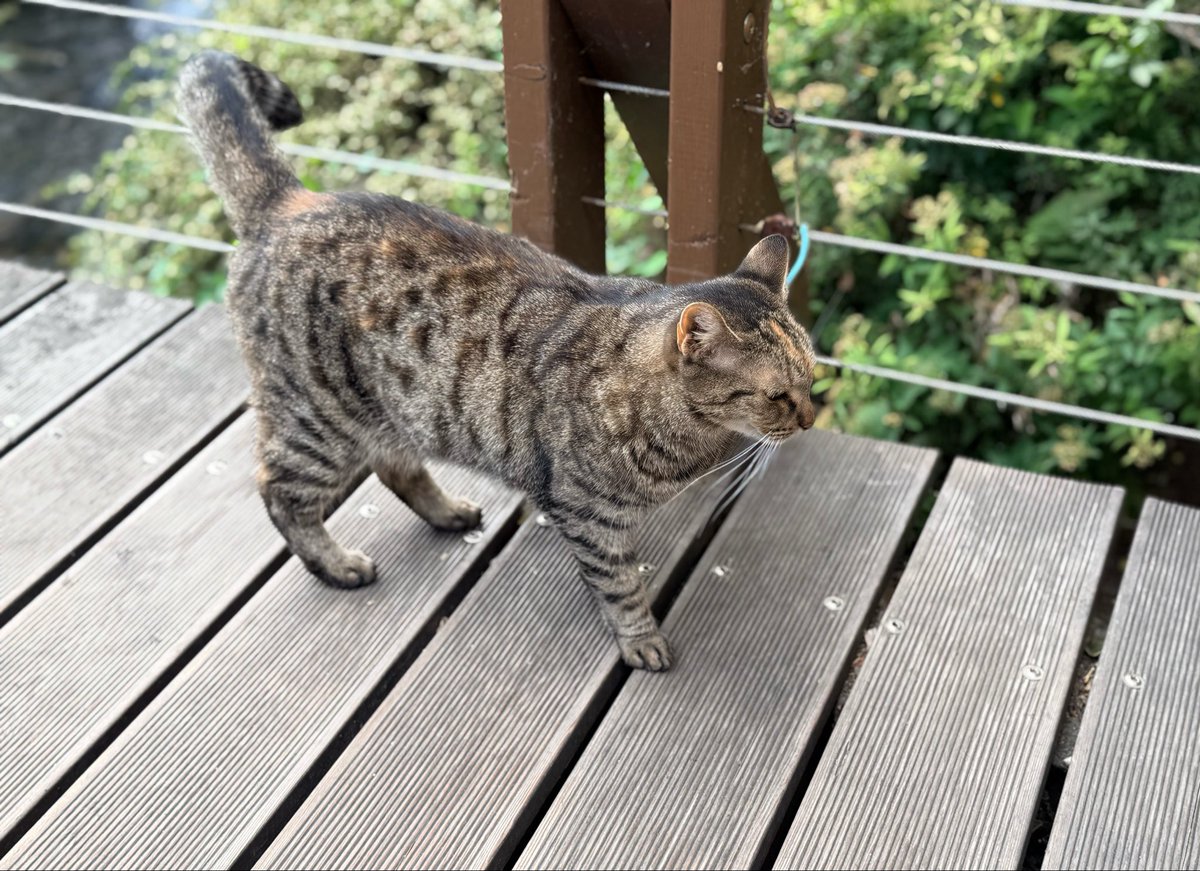 Panda_Paste's tweet photo. ねこ観察 https://t.co/CJiPgRK7Mt