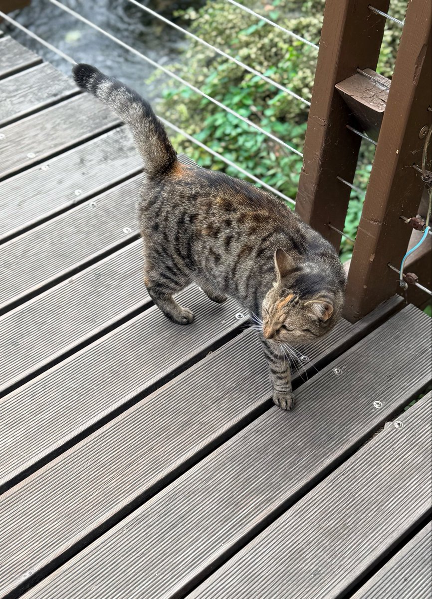 Panda_Paste's tweet photo. ねこ観察 https://t.co/CJiPgRK7Mt
