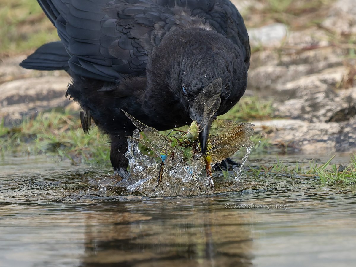 PhotomboOzono's tweet photo. ギンヤンマのメス1頭に4頭のオスが飛びかかり、水面に落下。これは！とカメラを向けた途端、ハシボソガラスが乱入して5頭全部持っていきました。
漁夫の利にもほどがあるって！
#カラス #トンボ #ギンヤンマ https://t.co/RbeYo7d7kh