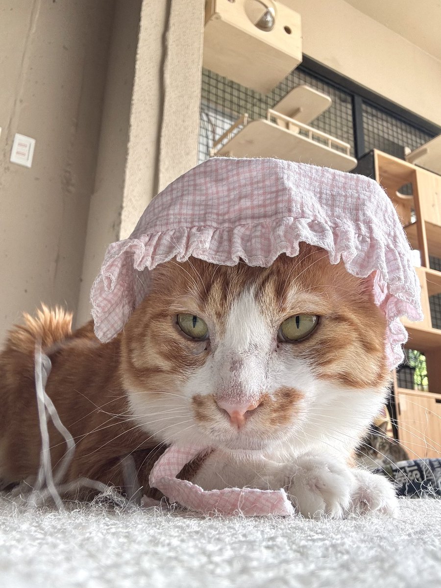 life_cat_adopt's tweet photo. @AgihoRangee 감사합니ㄷ ㅏ🫶🏻 https://t.co/x8eUnYeMlK