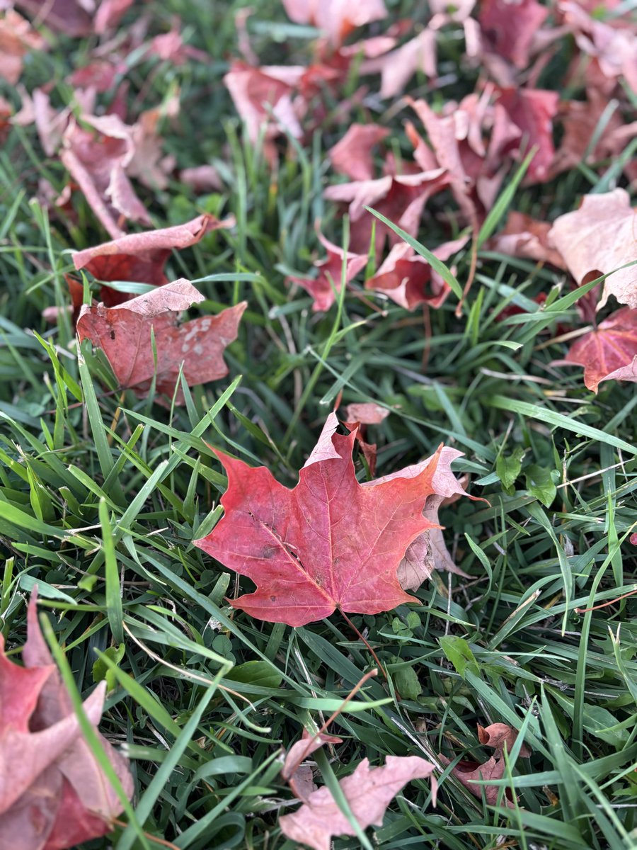 sahityareader's tweet photo. Good morning 🍂🍁☕️❤️ https://t.co/tqYBsPJf3j