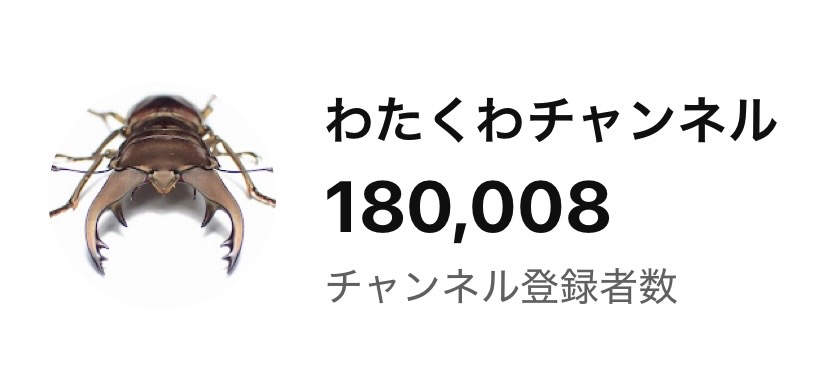 watakuwa_1911's tweet photo. お陰様でチャンネル登録者数18万人突破しました！！！
総視聴回数は4億以上。

ここまで続けてこれたのは、魅力的なクワガタとコンテンツを見てくださる皆様のお陰です。
今後ともクワガタ飼育を中心に、この趣味を楽しみながら魅力を発信し続けていきたいと思います。

活動の最優先事項はレコード獲得とメタリフェルの布教。いつか10種類レコード記録保持したい！！！
https://t.co/kWvqIRdyYH