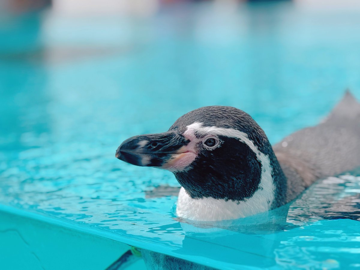 aira_myun's tweet photo. 鳥羽水族館に連れてってもらった😳
めっちゃ行きたかった所だから楽しかったなぁꕤ.｡
スナメリが小さなベルーガみたいで可愛すぎてずっと見てた🥹🩷

🐰＜ꫛꫀꪝ✧‧˚ショートも更新しﾀﾖ！
https://t.co/DJFv8BePol https://t.co/z4pSbjwa0c