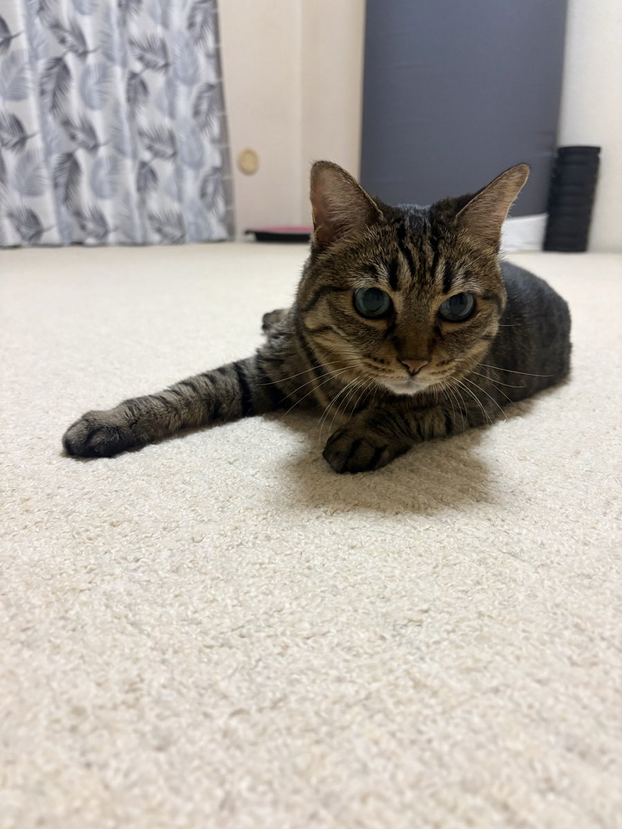 kinachoff's tweet photo. こんばんにゃ。 https://t.co/5Ry5fy0WDK