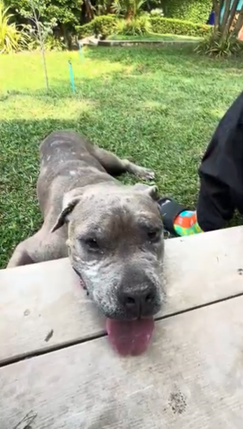 wearehappydoggo's tweet photo. Mr Big is an old friend of ours, but we really hoped we’d never have to see him in a bad way again💔

We first met him a few years ago when he was found in a bad way and needed our help. Our team nursed him back to health but fast forward a few years and Mr Big sadly needed us once again.

He had been badly attacked by a pack of dogs and his body had taken a huge hit. But our team have been working incredibly hard to treat his injuries, keep him comfortable and slowly help him regain his strength. 

And little by little, we’ve started to see our Mr Big coming back.

Keep going, Mr Big. We’re all rooting for you! 🩷