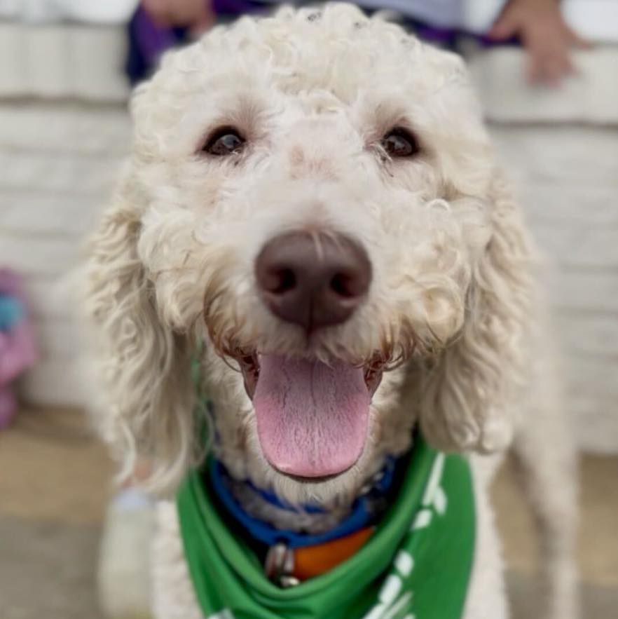 GuadalupeKed0's tweet photo. Rice Krispies is pure joy! This fluffy, sweet boy loves people, running around the yard, and entertaining himself. He’s soft inside and out—and prefers pottying outdoors. Ready to make every morning sweeter in his forever home. Apply to adopt today. https://t.co/cyXVEW1qo9