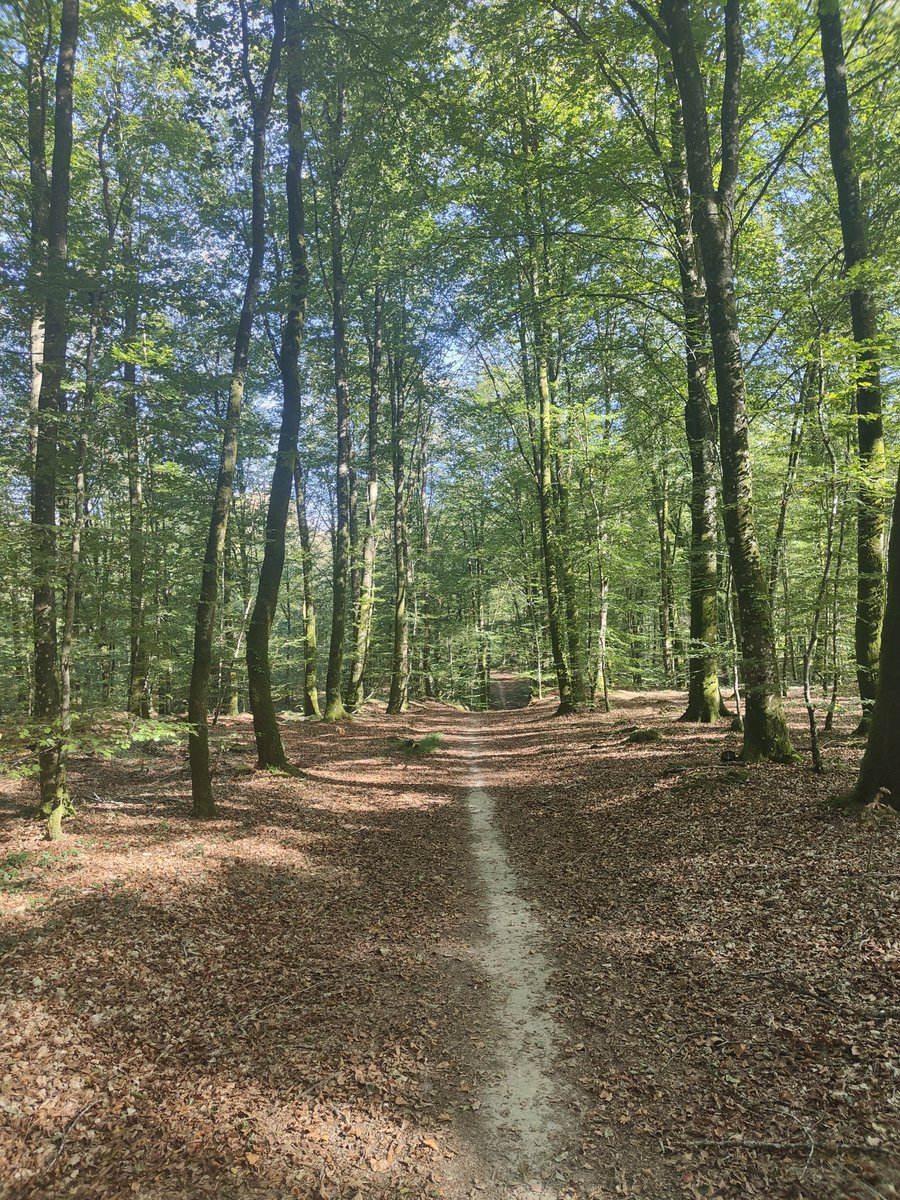 Percupiotte's tweet photo. Comment elle est belle la forêt https://t.co/H2bGQEB1Ub