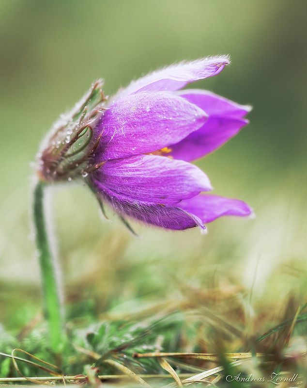 TheBiotaDiary's tweet photo. Little fluffy spring representative! 

#pasqueflower #flower #diary https://t.co/lz9RUOK2JM
