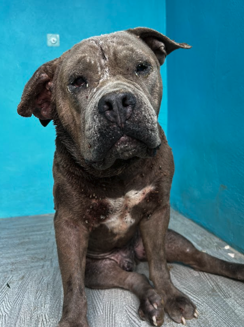 wearehappydoggo's tweet photo. Mr Big is an old friend of ours, but we really hoped we’d never have to see him in a bad way again💔

We first met him a few years ago when he was found in a bad way and needed our help. Our team nursed him back to health but fast forward a few years and Mr Big sadly needed us once again.

He had been badly attacked by a pack of dogs and his body had taken a huge hit. But our team have been working incredibly hard to treat his injuries, keep him comfortable and slowly help him regain his strength. 

And little by little, we’ve started to see our Mr Big coming back.

Keep going, Mr Big. We’re all rooting for you! 🩷