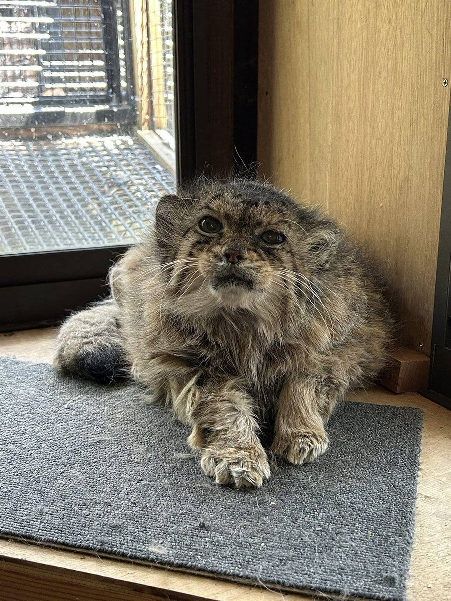 p1nkempress_'s tweet photo. have you ever seen a really old manul? well now you have! https://t.co/FkUKI14kuy