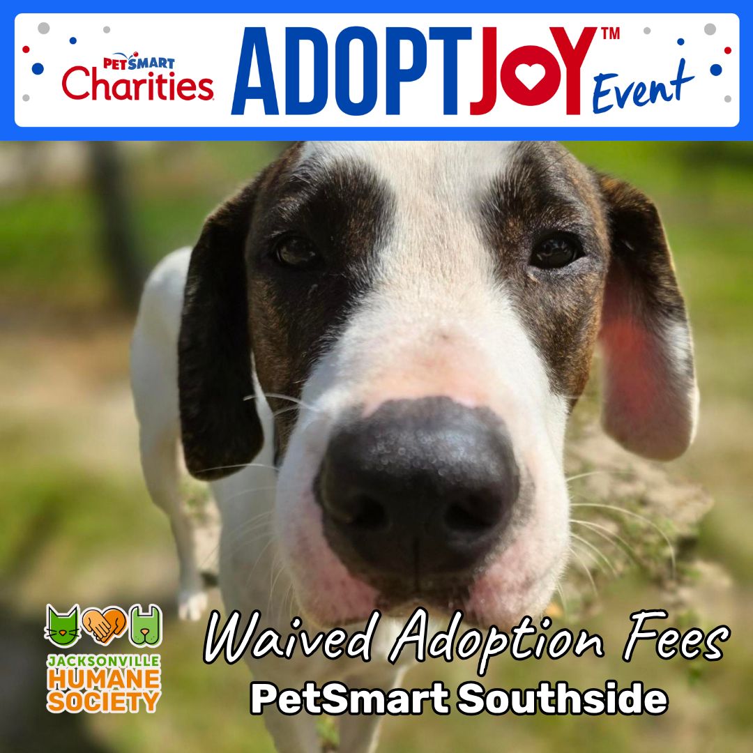 jaxhumane's tweet photo. Adopt Joy this Saturday!

Join us at PetSmart Southside for a special PetSmart Charities Adopt Joy event featuring waived adoption fees for pets ready to meet you!

📍 PetSmart Southside
8801 Southside Blvd, Jacksonville, FL

We’ll see you there! 🧡💚 https://t.co/o4avRXj4Eh