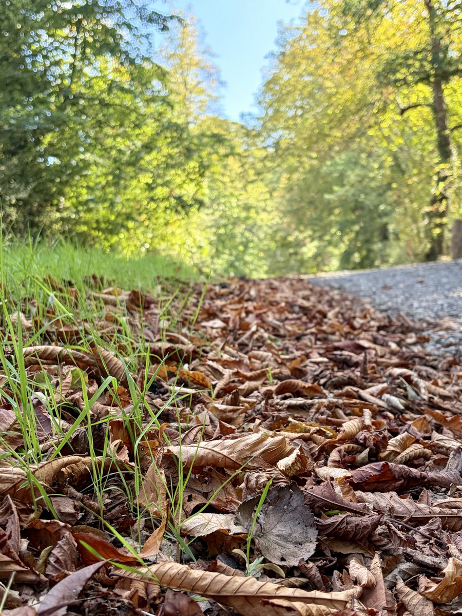 Sarahcoxh's tweet photo. Morning walks! https://t.co/sIjL365JG2