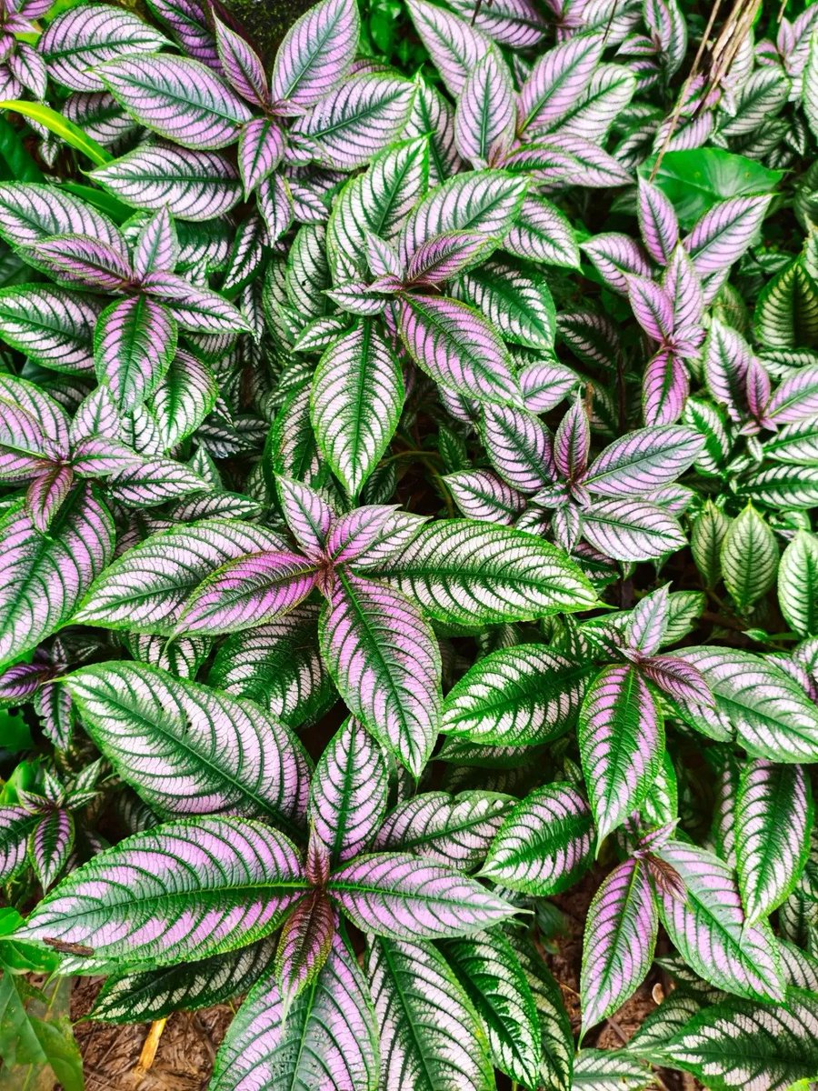 prajkta2406's tweet photo. Tuesday  22September 
Today's Daily Picture Theme is 'Patterns in Nature'

Reply or RT with your own photo  

#DailyPictureTheme #Patterns in Nature
#theme_pic_India_patterns 
#theme_pic_India_leaves https://t.co/tXR1sW8Xrk
