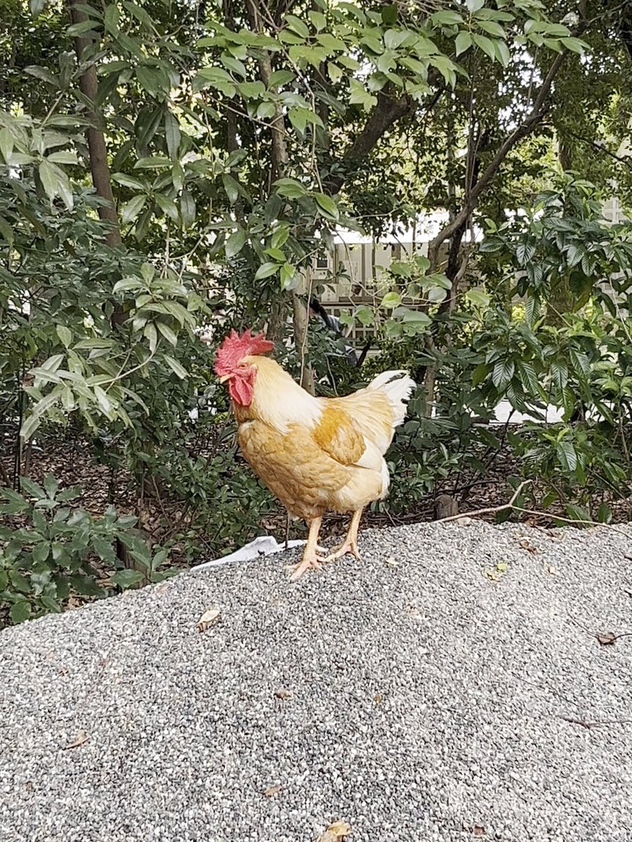 mkhO_O's tweet photo. 熱田神宮の御神鶏様🐓✨
何度も通ってるけど、いつも時間が合わなくて今日初めてお会いできました😌 https://t.co/cXdAoPT3oF