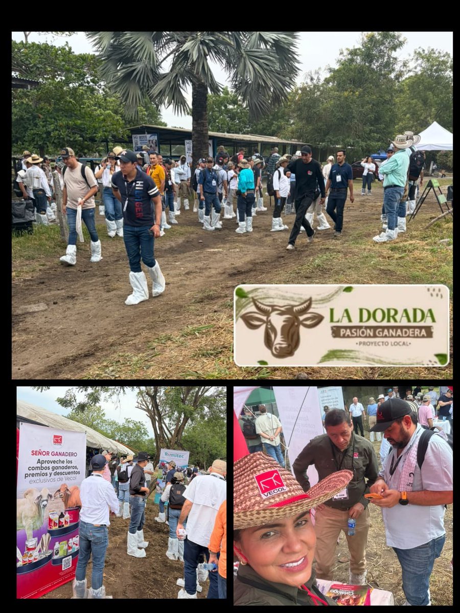 PL_LaDorada's tweet photo. #GiraTécnicaGanadera Con éxito inició la Gira Técnica Ganadera del Magdalena Medio, con la visita a los predios La Ceibita, en Mariquita, Tolima, y Las Camelias, en La Dorada, Caldas. Un espacio para compartir experiencias y fortalecer el sector ganadero. @Fedegan @jflafaurie https://t.co/wWwk1vb2CN