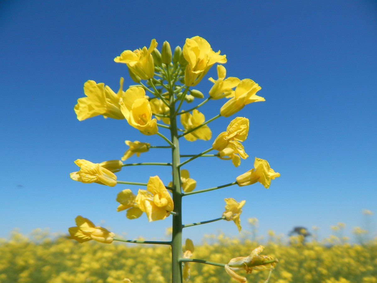 AgrofyNews's tweet photo. 🌱🌾 El cultivo de invierno que puede cambiar los cultivos de segunda: permite sembrar antes y mejorar la secuencia

Colza, carinata y camelina permiten liberar los lotes de manera anticipada. Ensayos del INTA mostraron mejores rindes en soja y maíz de segunda frente a secuencias con trigo.
