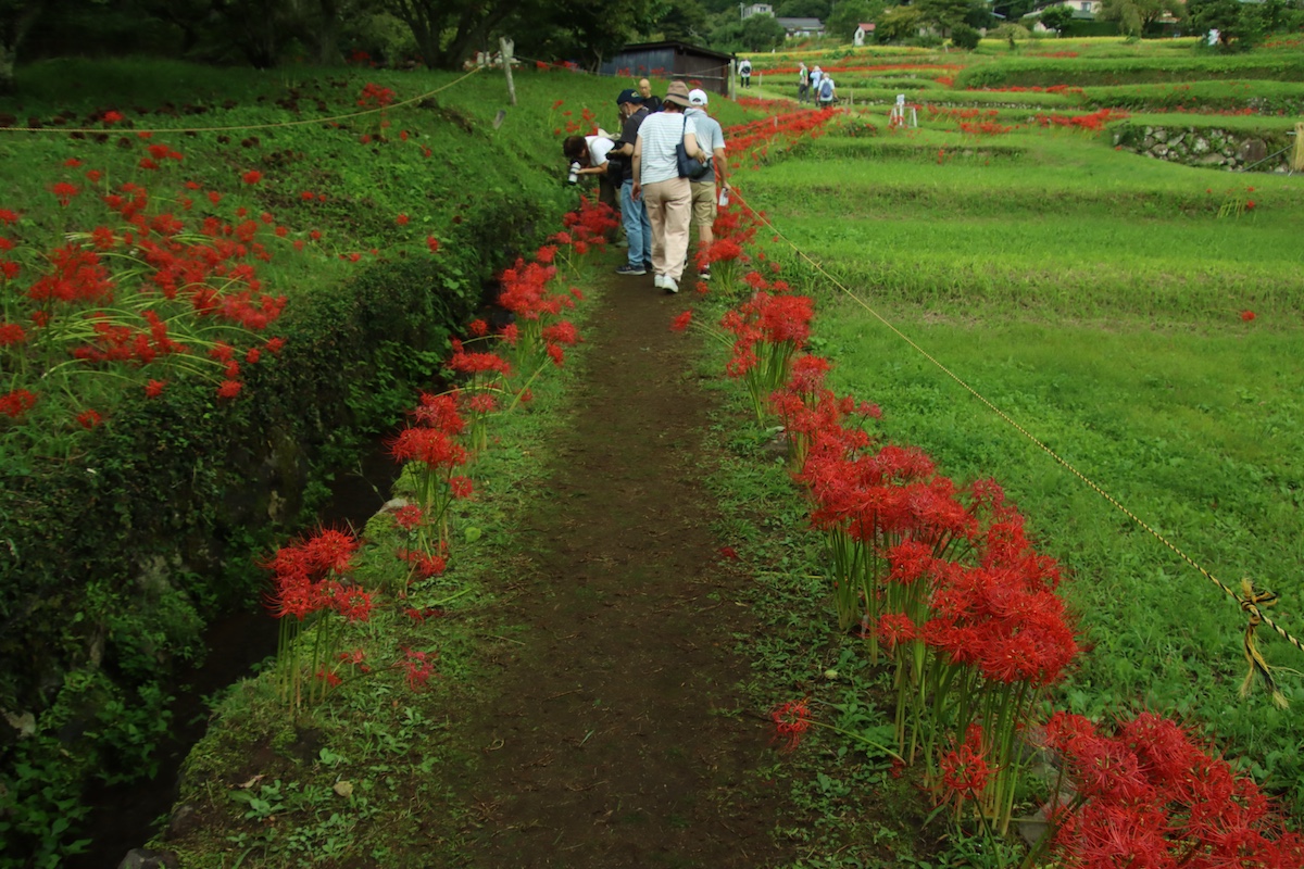 kenji787855's tweet photo. 【神奈川散歩】
神奈川県伊勢原市：日向 彼岸花の里
撮影日：9月22日
神奈川の彼岸花で検索すればヒットする場所。里山彼岸花と言う感じ。田んぼの畦道を散策だ。白の彼岸花は見頃最盛期。お早めに。
＃日向彼岸花の里 ＃風景写真
#landscapephotography https://t.co/sxfTu1SUdK