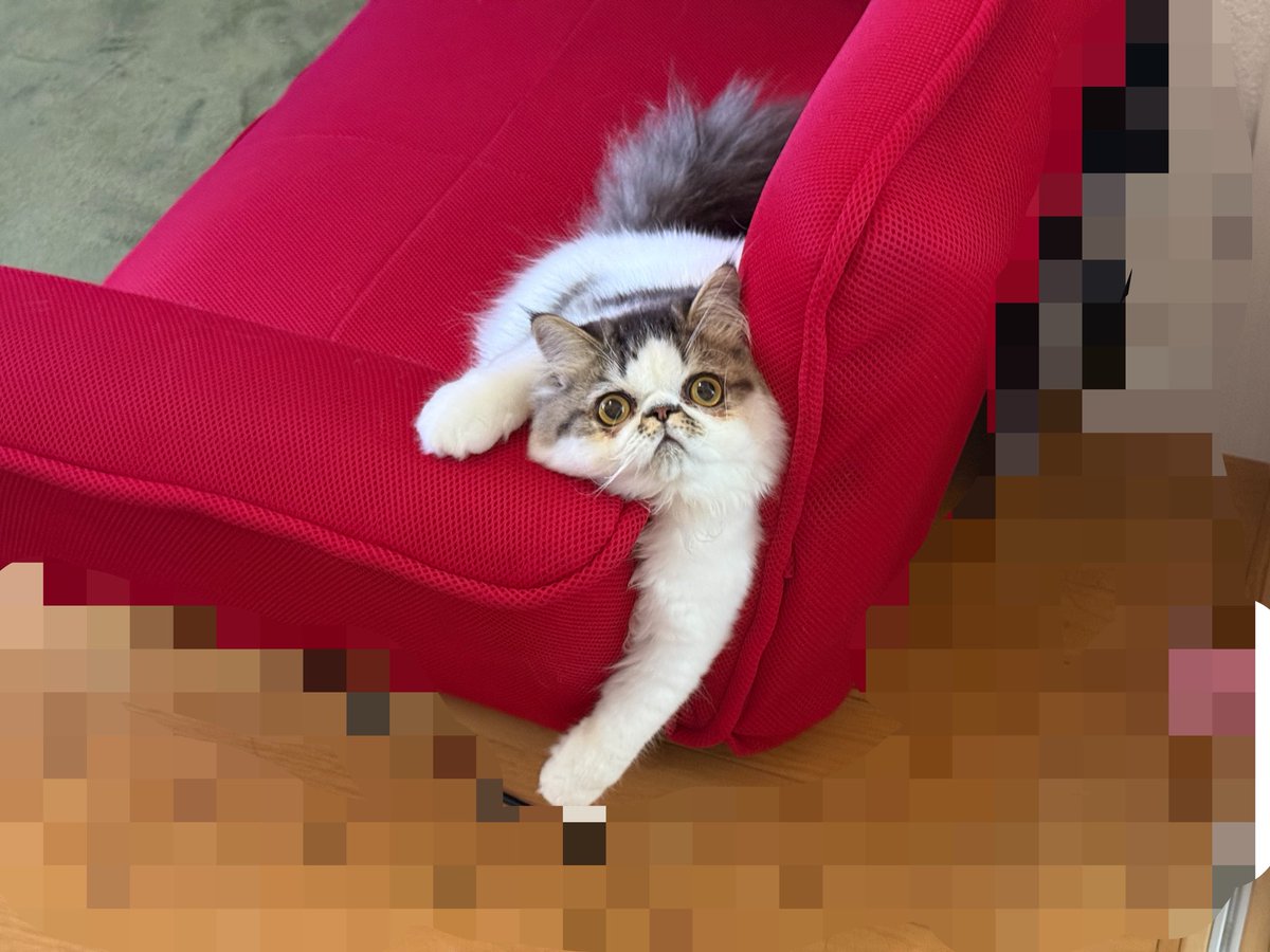 BECK_513's tweet photo. こやつ…
自分が可愛いことをわかっておるな…⁉︎ https://t.co/hlui31B1wC