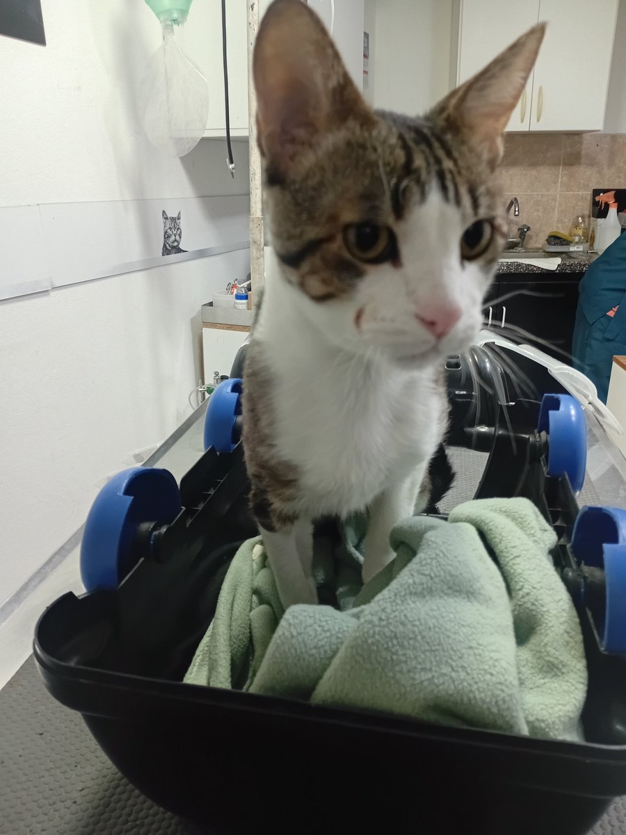 __btez's tweet photo. Bueno gordo acá estamos otra vez 🙄 dejó mi alias 22abi95 para ayudarme con los gastos del veterinario son mas 50mil mas medicación, si no pueden aportar me sirve que compartan https://t.co/qqZhIevRpe