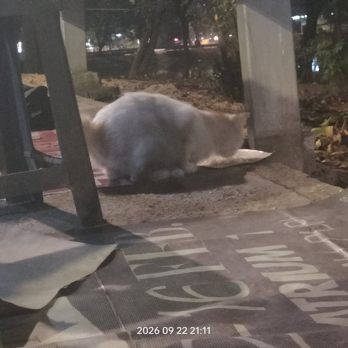 3Le4N012's tweet photo. gw gatau dia nyasar
atau di buang sama pemiliknya 
yg pasti ini cuking bekas di urus
laki
warna putih ada aksen kuning sedikit di kepala
cuma dekil karena blom mandi
baru kemaren sama hari ini di terminal 

lapar banget gw suruh Yanto kasih makan dan lahap https://t.co/WXSFCUsixR