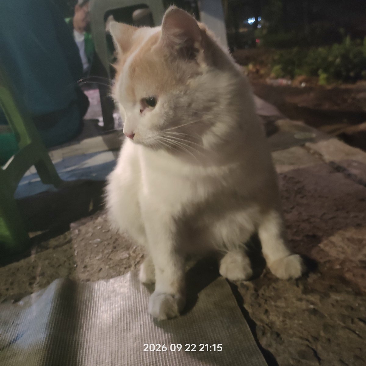 3Le4N012's tweet photo. gw gatau dia nyasar
atau di buang sama pemiliknya 
yg pasti ini cuking bekas di urus
laki
warna putih ada aksen kuning sedikit di kepala
cuma dekil karena blom mandi
baru kemaren sama hari ini di terminal 

lapar banget gw suruh Yanto kasih makan dan lahap https://t.co/WXSFCUsixR