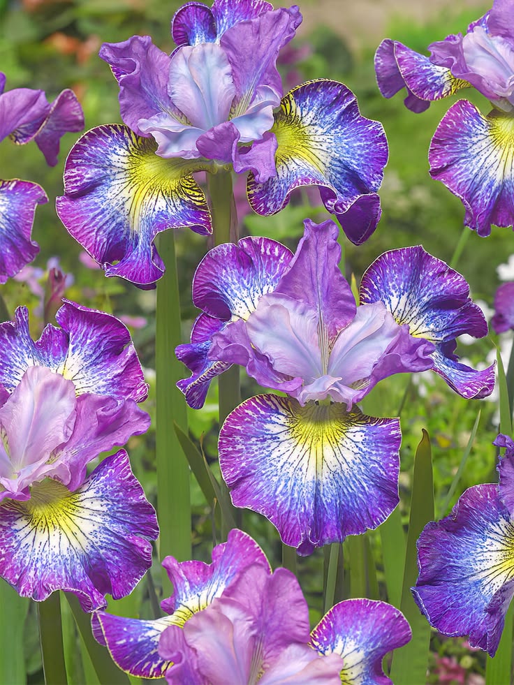 TheBiotaDiary's tweet photo. The iridescent charm of Iris sibirica 𔓘

#iris #flower #diary https://t.co/DS5pLBhvMB