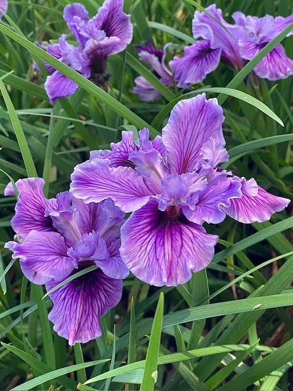 TheBiotaDiary's tweet photo. The iridescent charm of Iris sibirica 𔓘

#iris #flower #diary https://t.co/DS5pLBhvMB