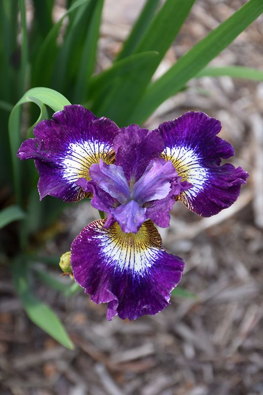 TheBiotaDiary's tweet photo. The iridescent charm of Iris sibirica 𔓘

#iris #flower #diary https://t.co/DS5pLBhvMB