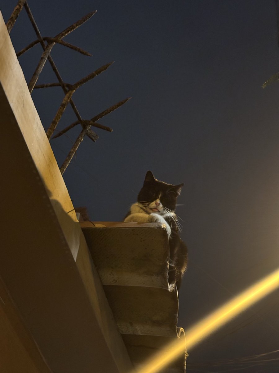 luchonaa's tweet photo. mi novia atrae gatos a donde sea que vamos i love my gatita https://t.co/UlOq6LZRGg