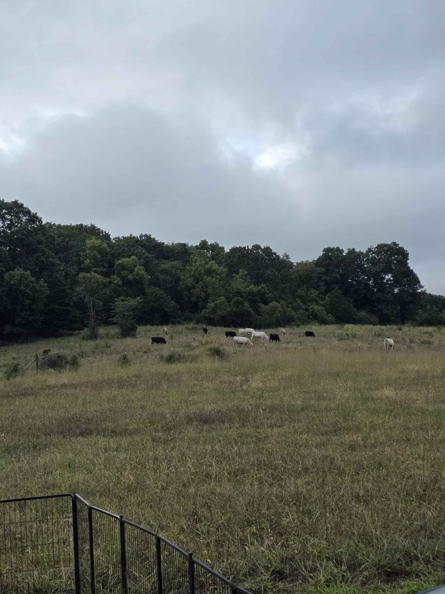 InKettleVT's tweet photo. One of the best things about living on a farm? 

Your mornings are spent letting the dogs out to greet the cows. 

Honestly, I wouldn’t have it any other way. https://t.co/5hmehpD99u