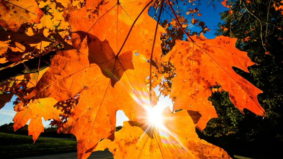 Muse_Marketing's tweet photo. 🍁 Happy First Day of Fall from The Muse Group! Today marks the first day of autumn, and we're celebrating the season of change, inspiration, and fresh starts.  🍁
#themusegroup #autumnalequinox #welcomefall https://t.co/ZzO3L0J8Gs