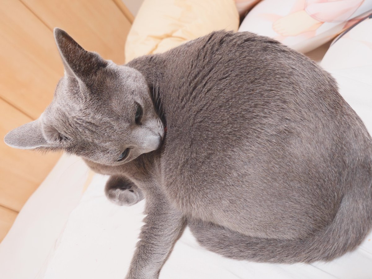 sorimura's tweet photo. おやすみ歌ちゃん https://t.co/lNf5IJEAEL