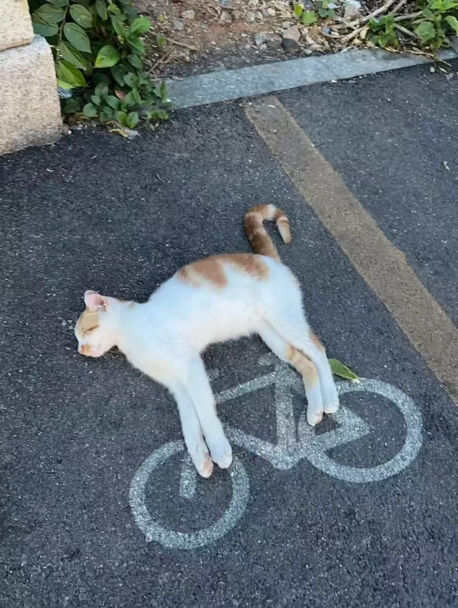 NekoLogsJP's tweet photo. 野生自行車長貓了。 https://t.co/V5OVGH3tqG