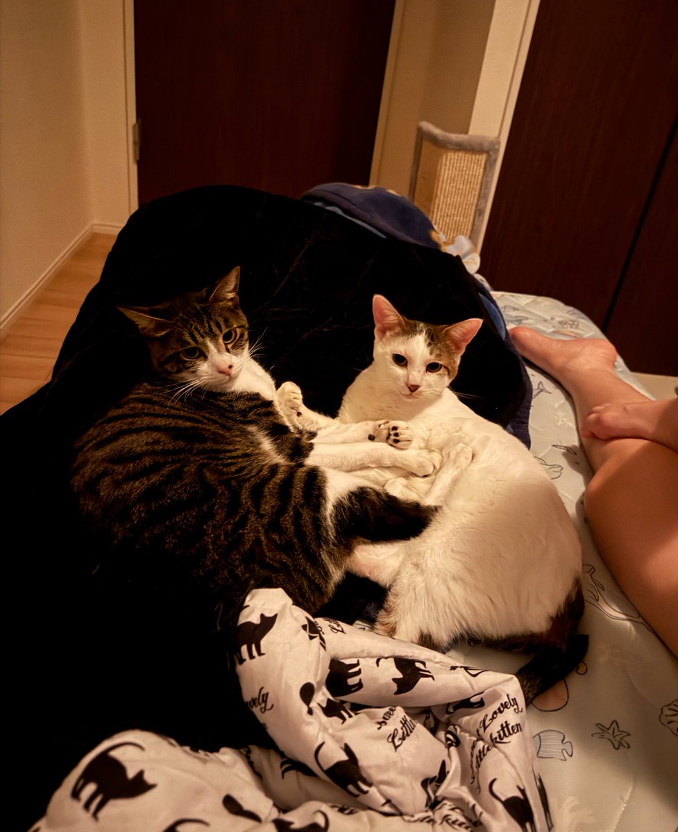 daralvlv's tweet photo. 今日も猫にベッド占領された
布団も取られた
2人でくっついてかわいいね
#今日の音楽コンビ https://t.co/zCognr4t66