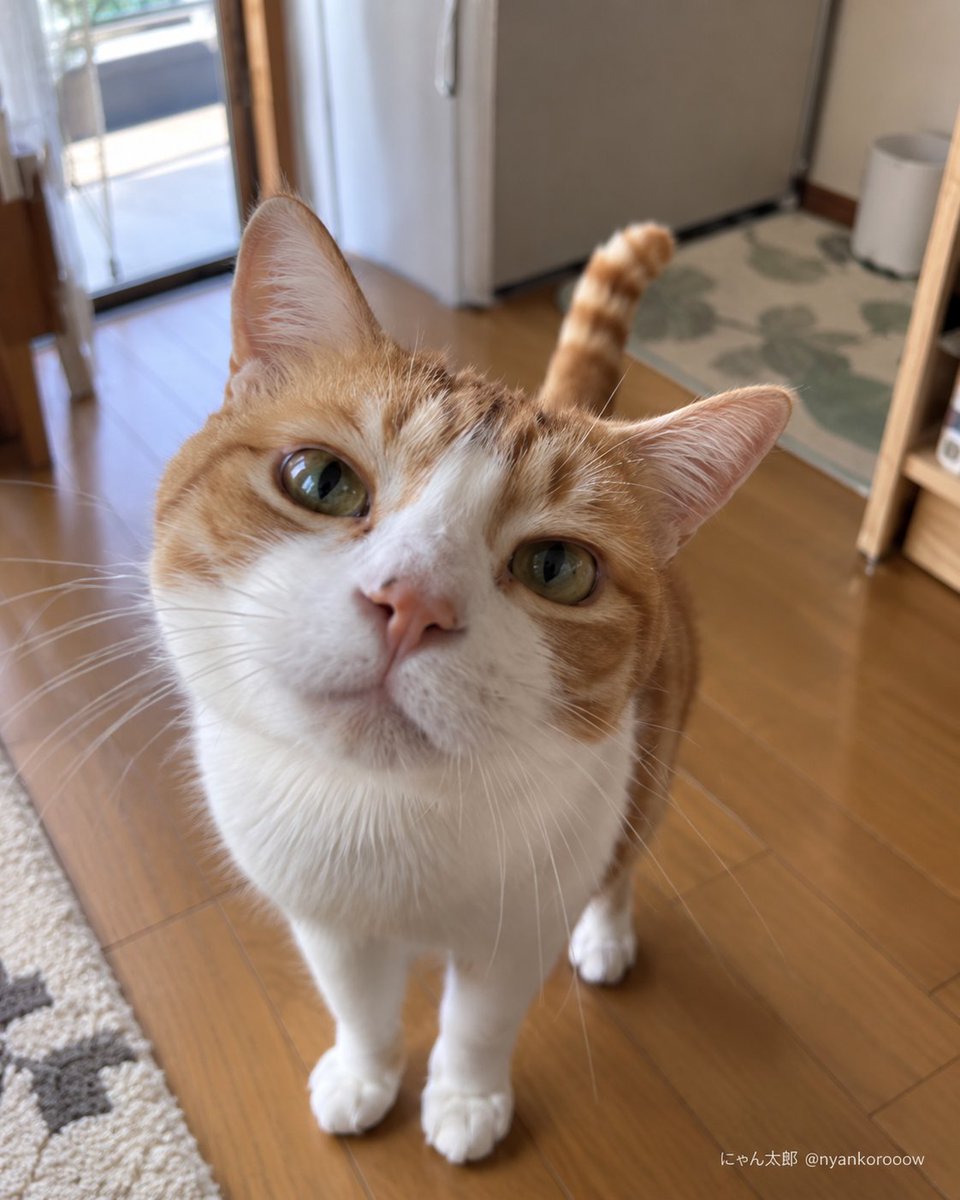nyankorooow's tweet photo. 「もう好きでしょ？」の圧が強い。 https://t.co/mE6AIgdKew