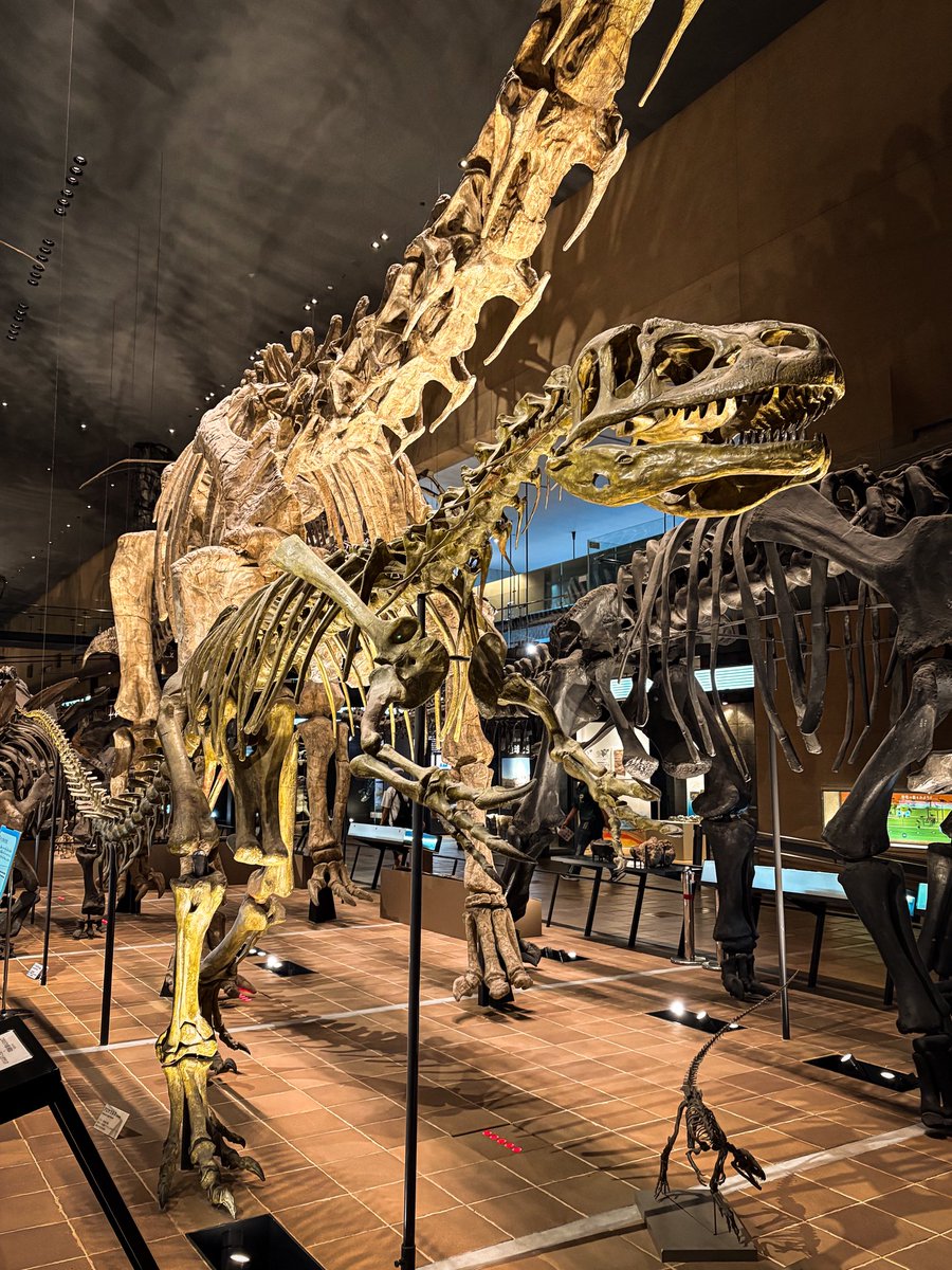 molokheism's tweet photo. 11年ぶりのいのちのたび博物館。
2023年から展示が始まったエレモテリウム（巨大なナマケモノの祖先）の骨格標本、デカすぎ骨太すぎカッコよすぎ。 https://t.co/S6EosCzfs3