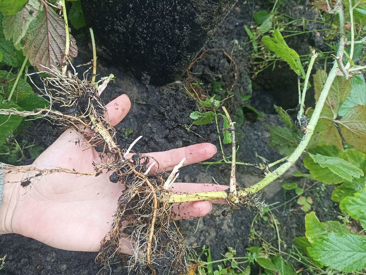 RegotekEth's tweet photo. Rubus Caesius - big fruits with massive stem specimen, testing runners rooting

instead of rooting just a tip i tried to transform part of stem into the root mode

it worked! 25 cm part of stem transformed

2 meter long fat-runner-stem can be directly turned into heavy rhizome! https://t.co/G11hRukLpm