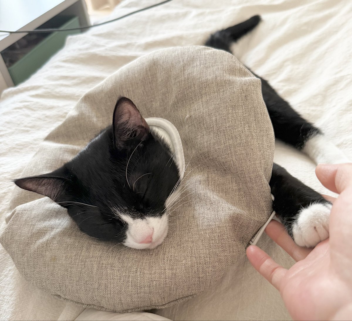 bbangsik2022's tweet photo. 맞다 킥킥이 
채혈하면서 의사샘한데 부비부비했대요 글쎄

병원 몇번 더가면 엄마 바뀌것어~ https://t.co/EKD1crdo84