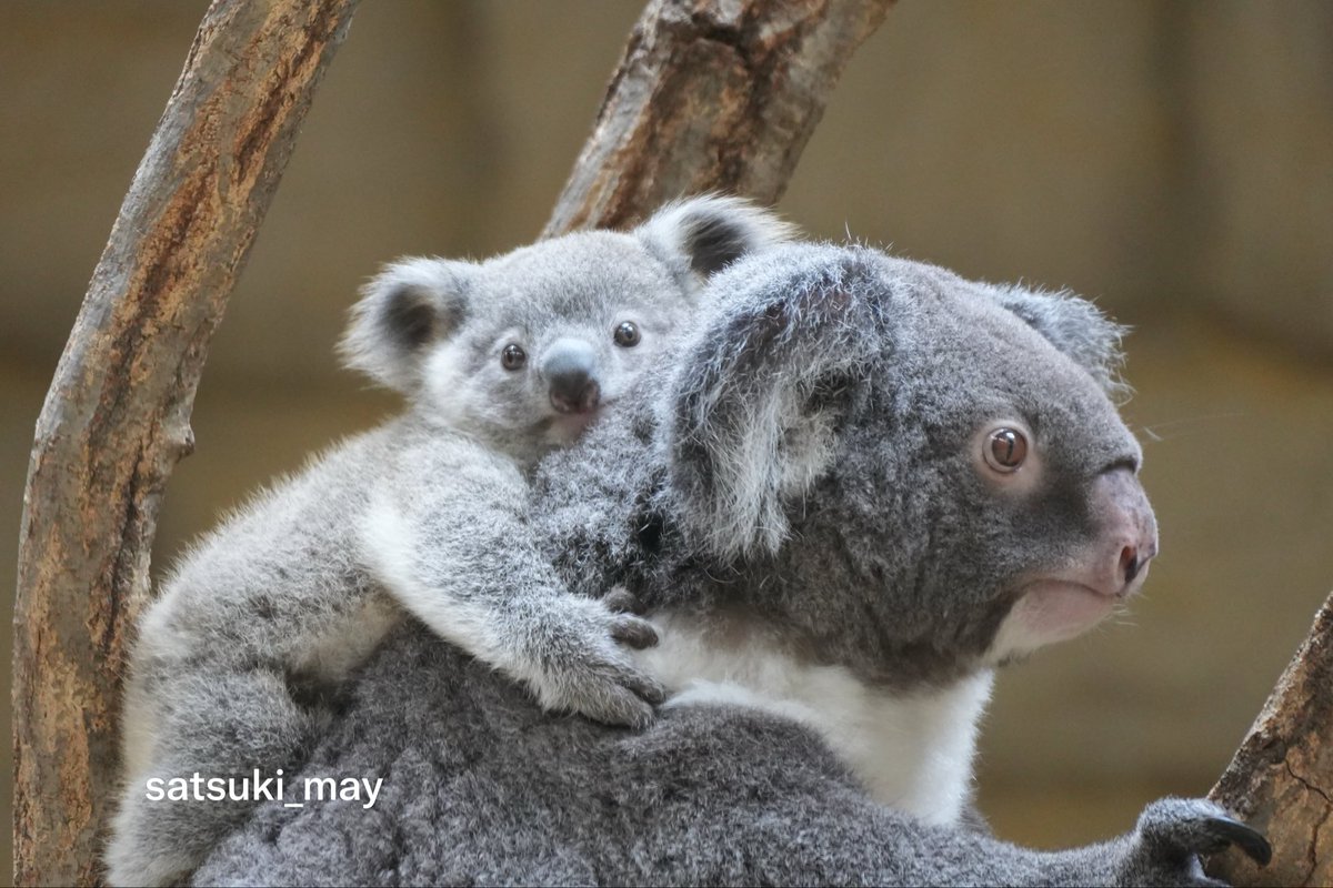 satsuki_may_t's tweet photo. 可愛い〜👶🐨💕

#コアラ #りん仔 #りん #東山動植物園 https://t.co/LQlvGmYGxk