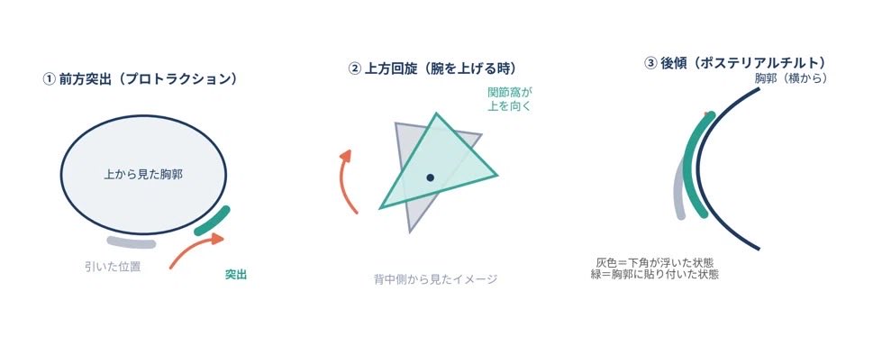 moso_climber's tweet photo. よく「前鋸筋に力が入ってるのが重要」って言われることがありませんか？
非常に力を感じるのが難しい部位ですが、クライミングにおける前鋸筋の影響について資料を元にまとめました。

記事は↓ https://t.co/W3EAAHEutq