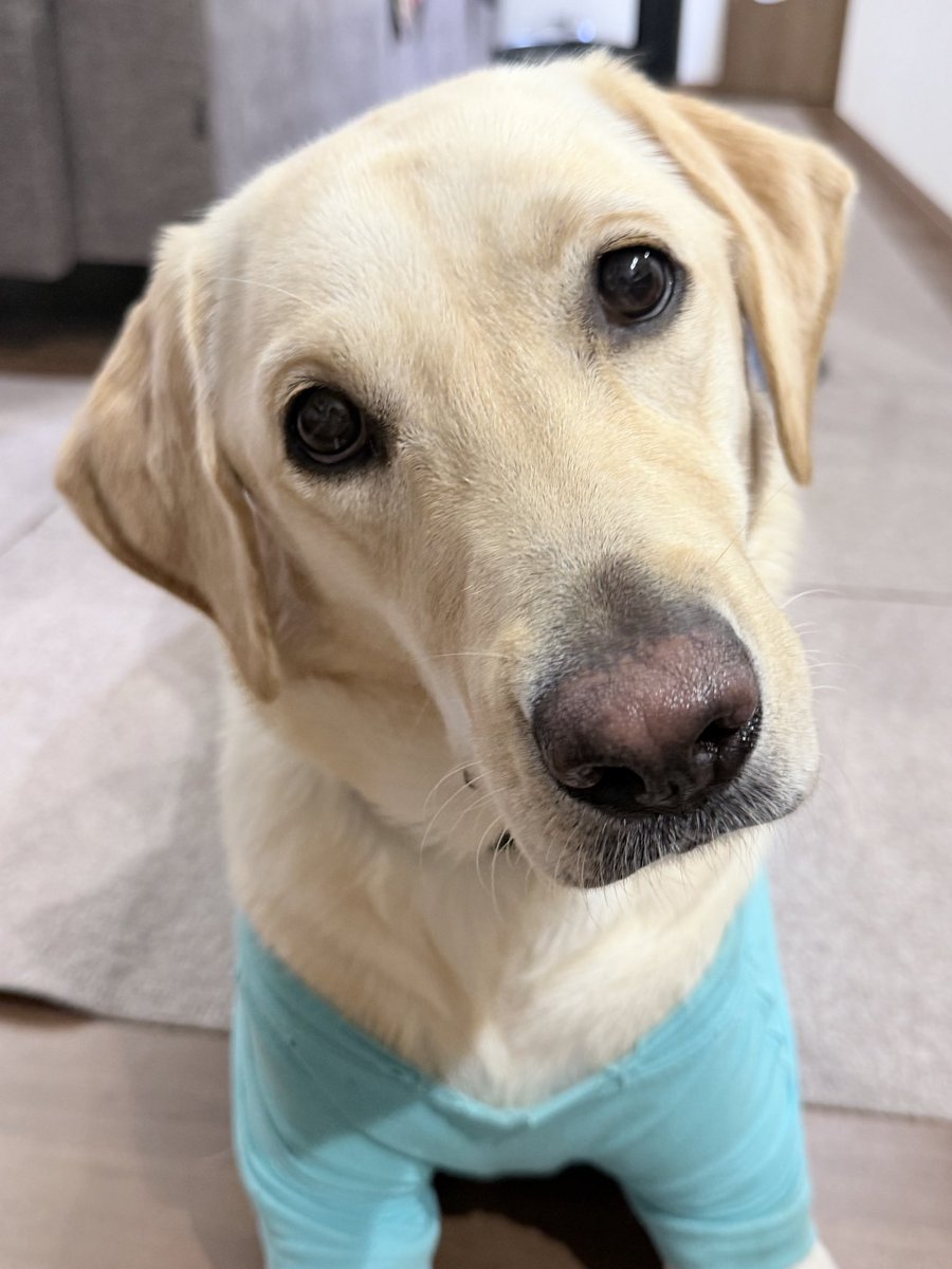 A2014828's tweet photo. もしも夫の病気がもっと早くに発覚していたら絶対に犬を飼うという決断はしなかったので、発覚前に我が家に来てくれて本当にありがとうの気持ち🐶なかなか出かけることが難しくなってしまって犬には申し訳ないけれど、散歩や日々のケアは以前と変わらないように過ごしております🦮 https://t.co/jz4lVChmSc
