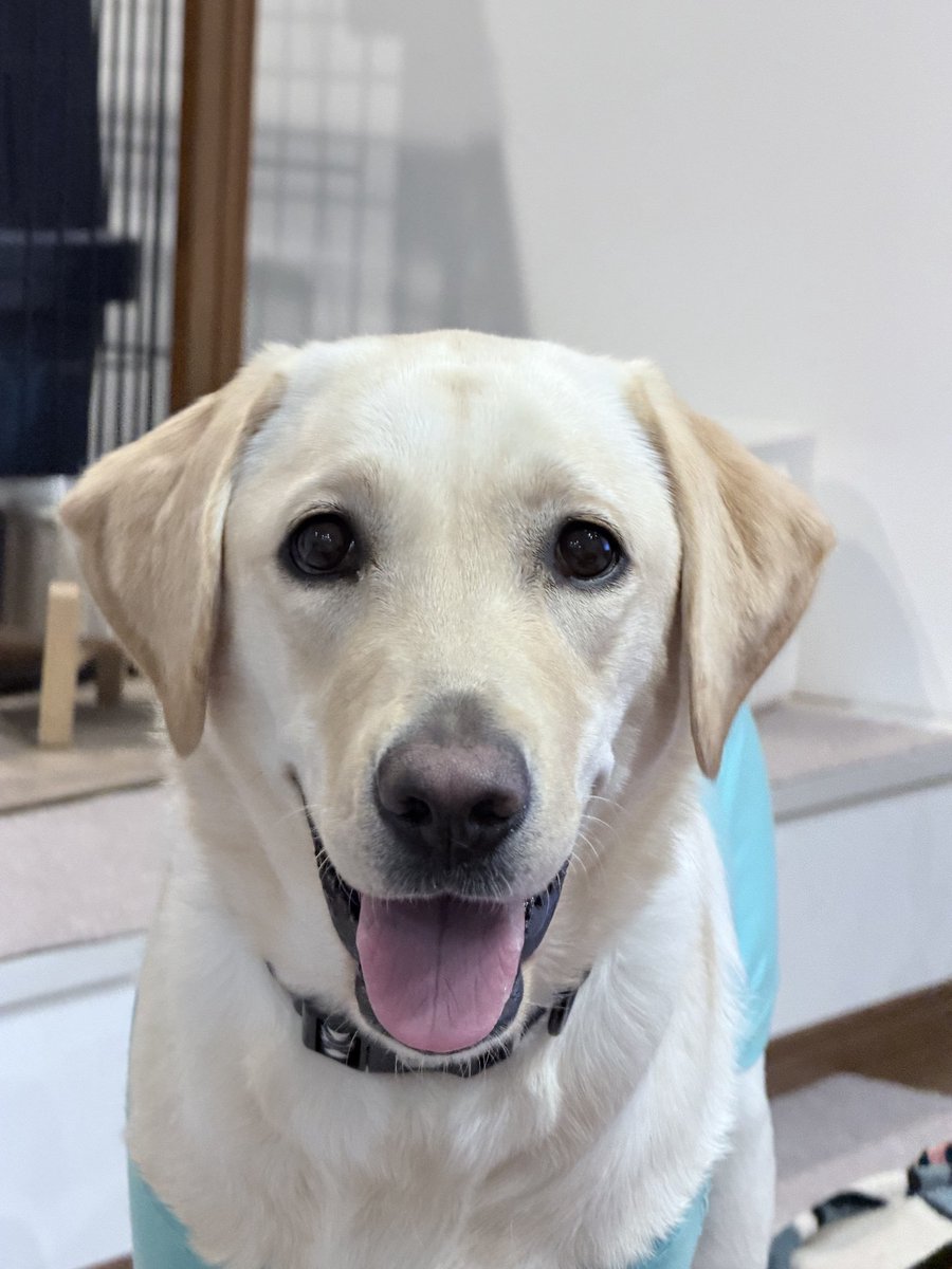 A2014828's tweet photo. もしも夫の病気がもっと早くに発覚していたら絶対に犬を飼うという決断はしなかったので、発覚前に我が家に来てくれて本当にありがとうの気持ち🐶なかなか出かけることが難しくなってしまって犬には申し訳ないけれど、散歩や日々のケアは以前と変わらないように過ごしております🦮 https://t.co/jz4lVChmSc