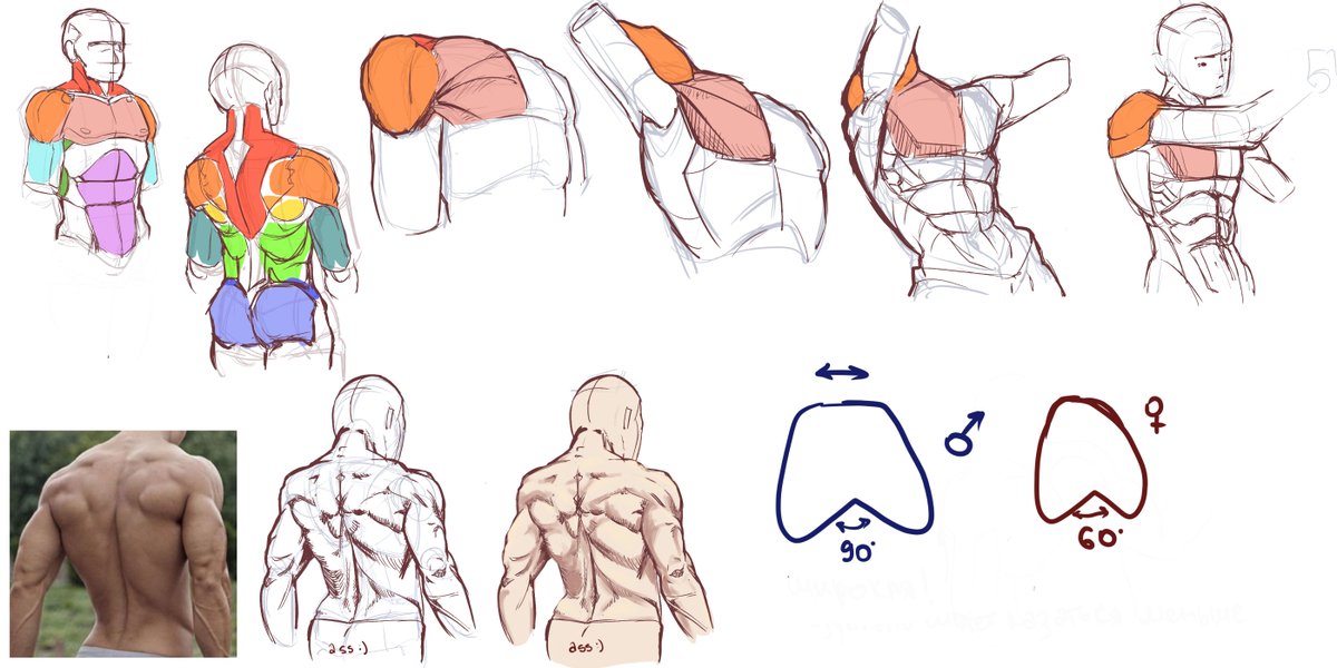 oniononyon's tweet photo. male anatomy ptactice~

#smallartist #artistonx https://t.co/9J2wcn7GZn