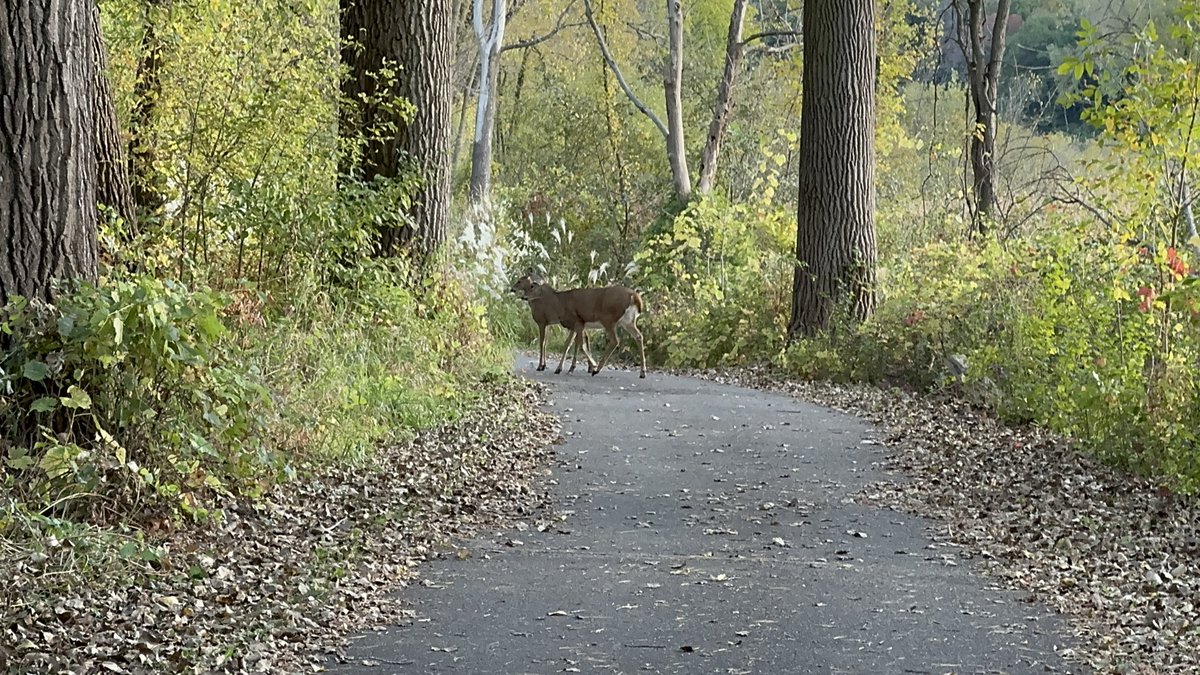 gttheysaid's tweet photo. @shawzsav Minnesota’s great for quiet walks with trees and grass. And often deer. https://t.co/5lyfPuWWzG