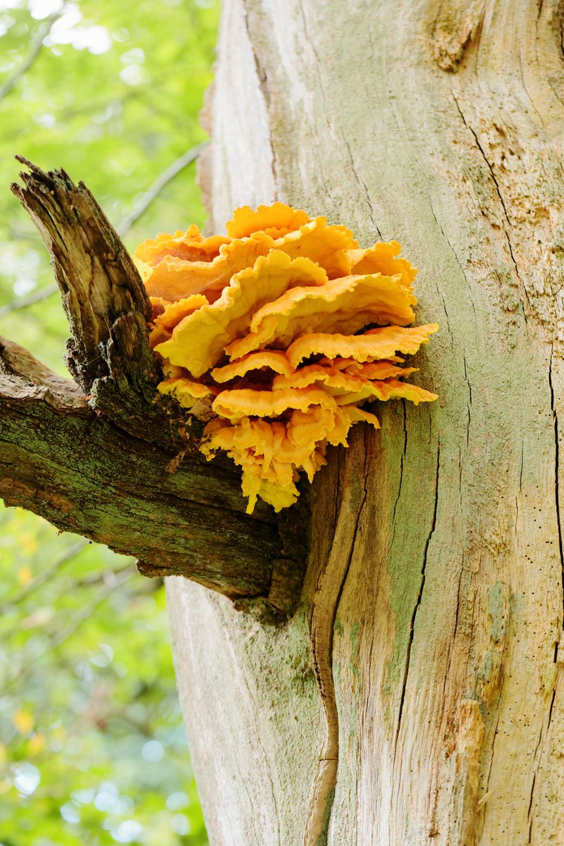 Sapientgadfly's tweet photo. Last week on the Ashridge estate (Chilterns) while out scouting with my camera I come across this fine fungi specimen. My first decent looking 'Laetipotus sulphureus' or as you can see 'Chicken of the woods'   dinner for two - dining out in the forest .. https://t.co/0X7M8a1FkG