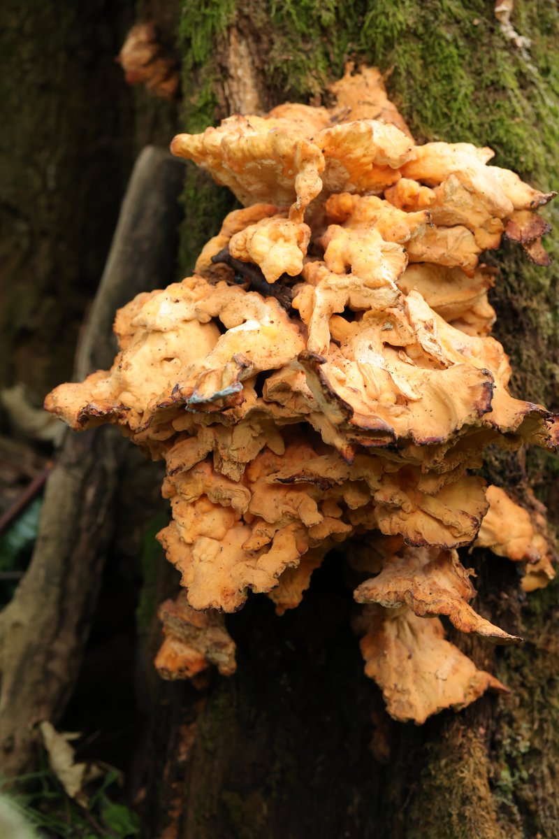 Sapientgadfly's tweet photo. Last week on the Ashridge estate (Chilterns) while out scouting with my camera I come across this fine fungi specimen. My first decent looking 'Laetipotus sulphureus' or as you can see 'Chicken of the woods'   dinner for two - dining out in the forest .. https://t.co/0X7M8a1FkG